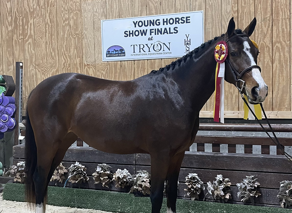 Blog 5 Tips For Starting Your Youg Horse