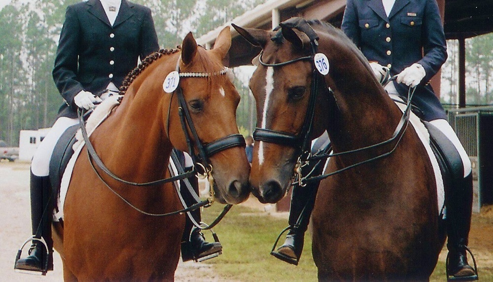 Blog best Breeds for Dressage