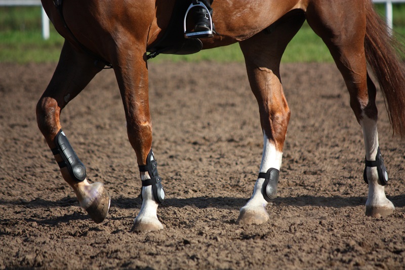 Bell Boots: What Kind When Do I Need Them? – M M Tack