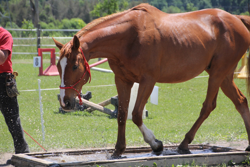 Desensitizing a horse to spooky encounters.