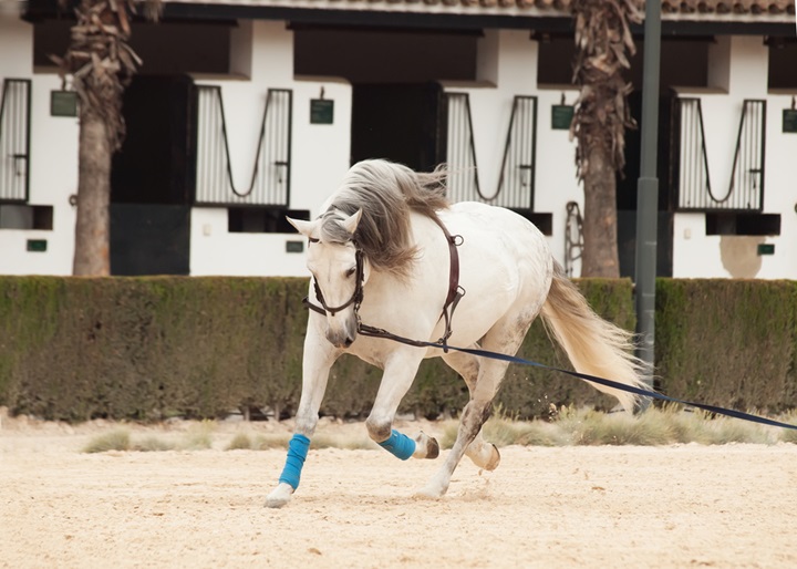 Training horse on longe.