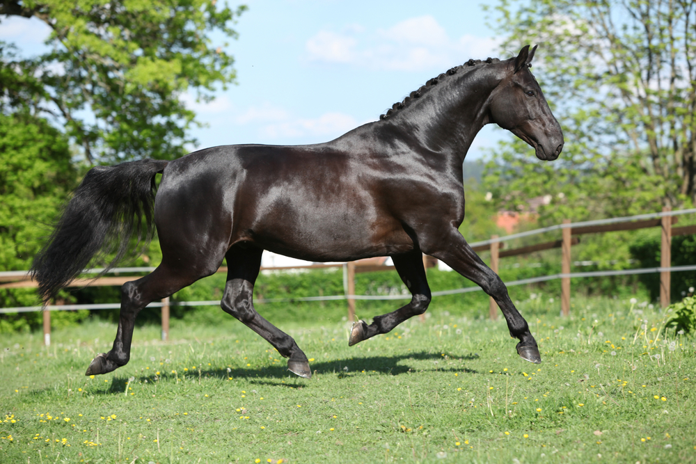 Healthy horse running with ideal muscle and weight