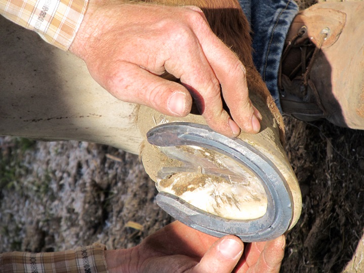 Learn a brief history of horseshoes.