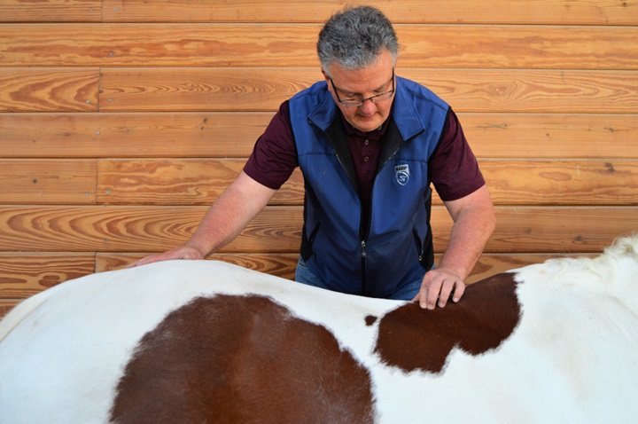 Equine chiropractor adjusting horse's back. 