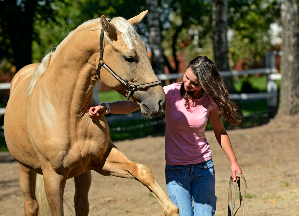 3-fun-groundwork-exercises-for-horses