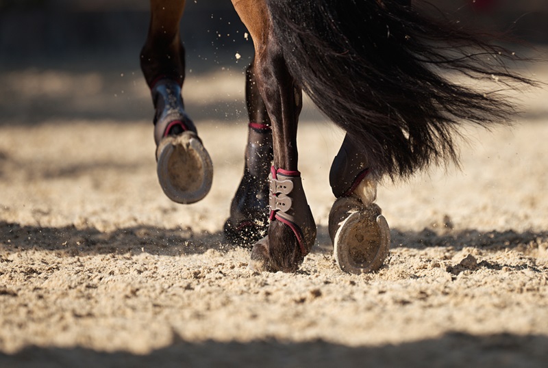 Horse running in arena