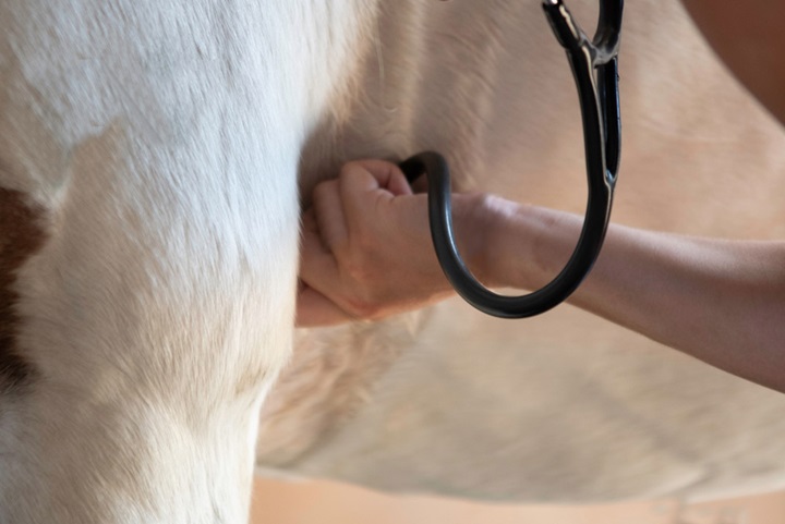 Learn to take and measure your horse's vital signs.