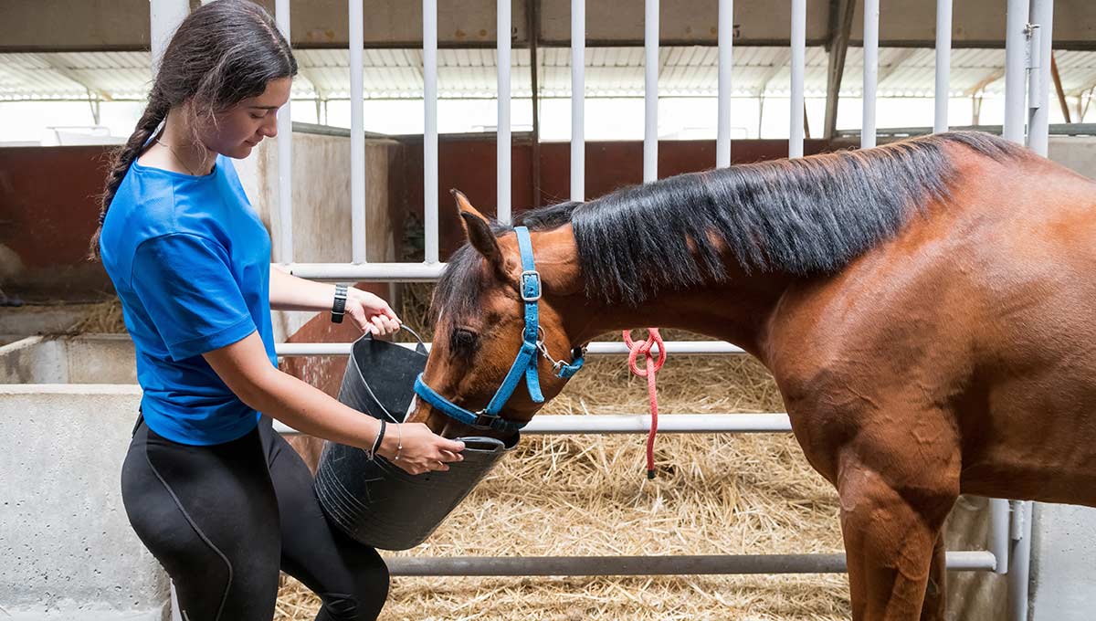 intro-to-horse-gut-health-h