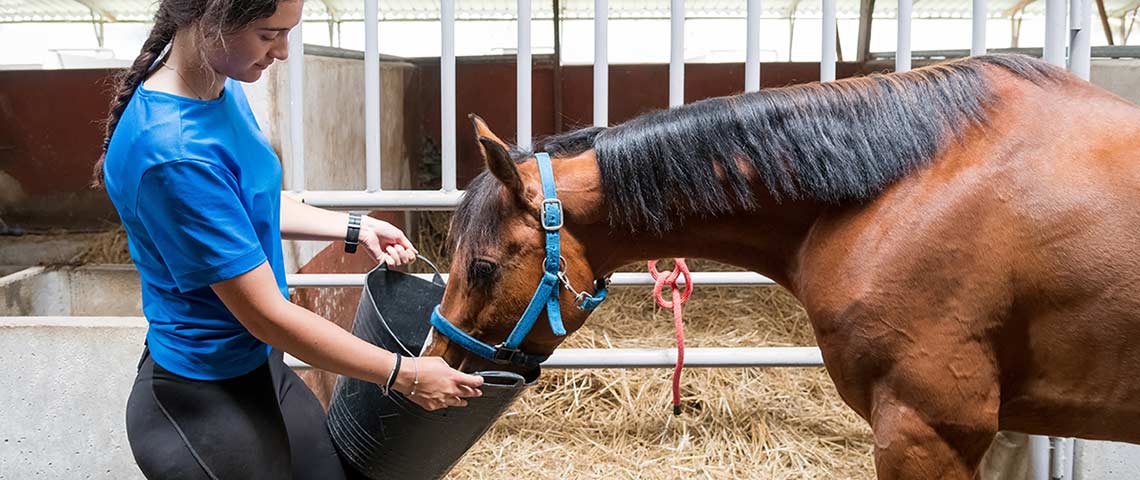 intro-to-horse-gut-health-og
