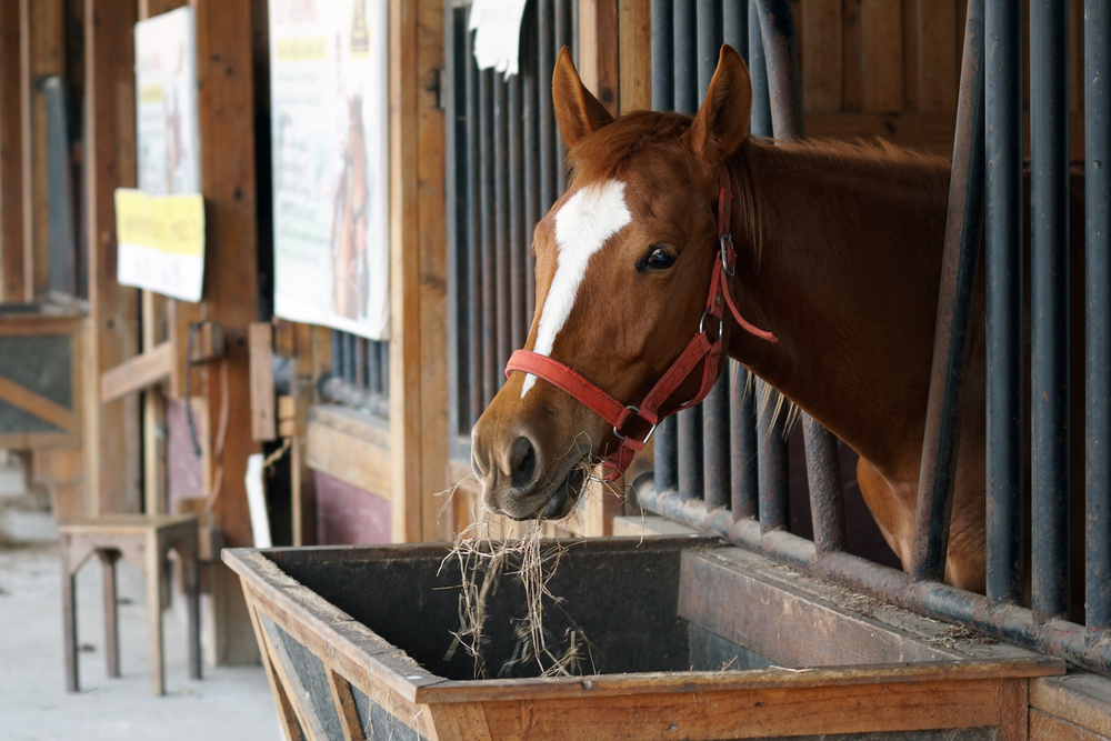 feeding-your-performance-horse