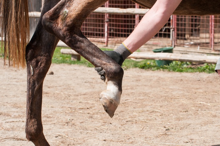 Assessing a horse for insurance.