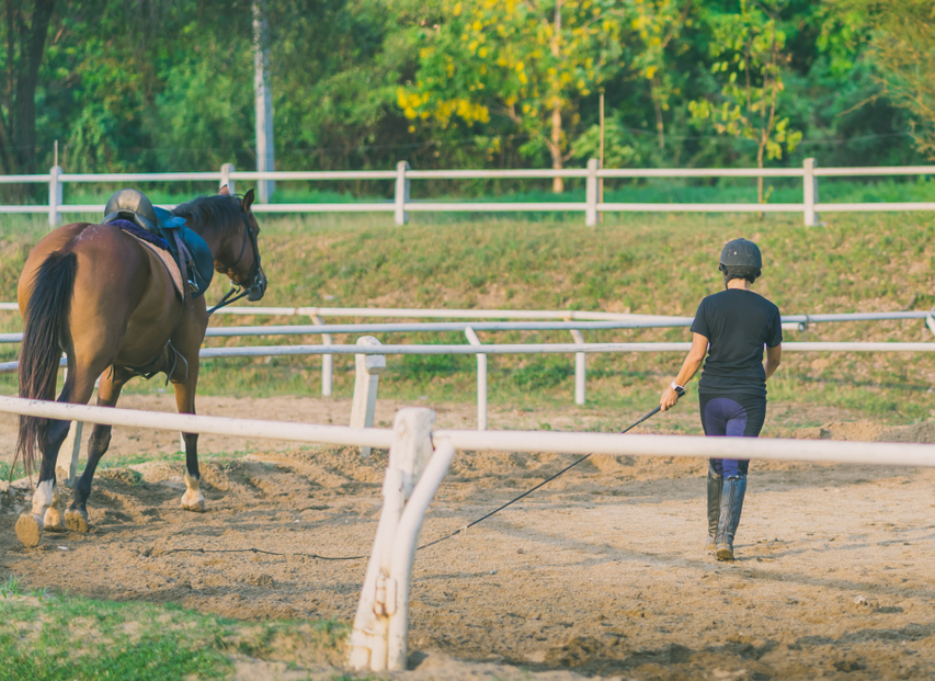 A trainer working with a horse.