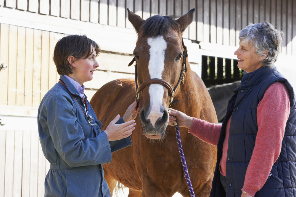 Vet with horse owner examining senior horse