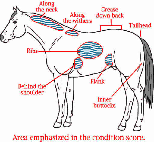 body-condition-scoring