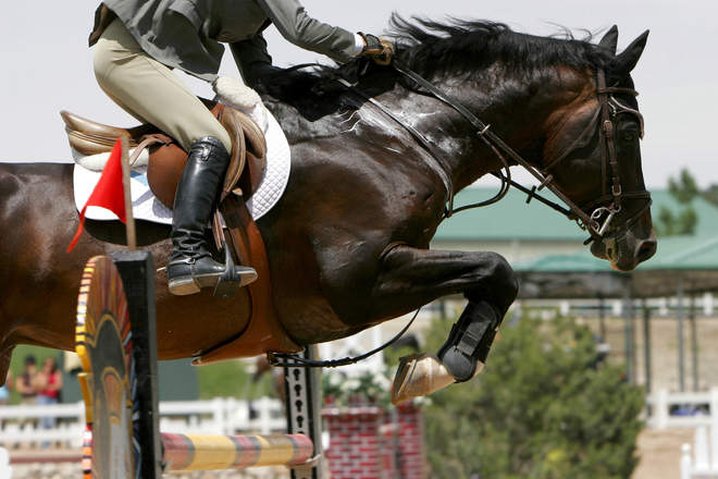 Performance Horse