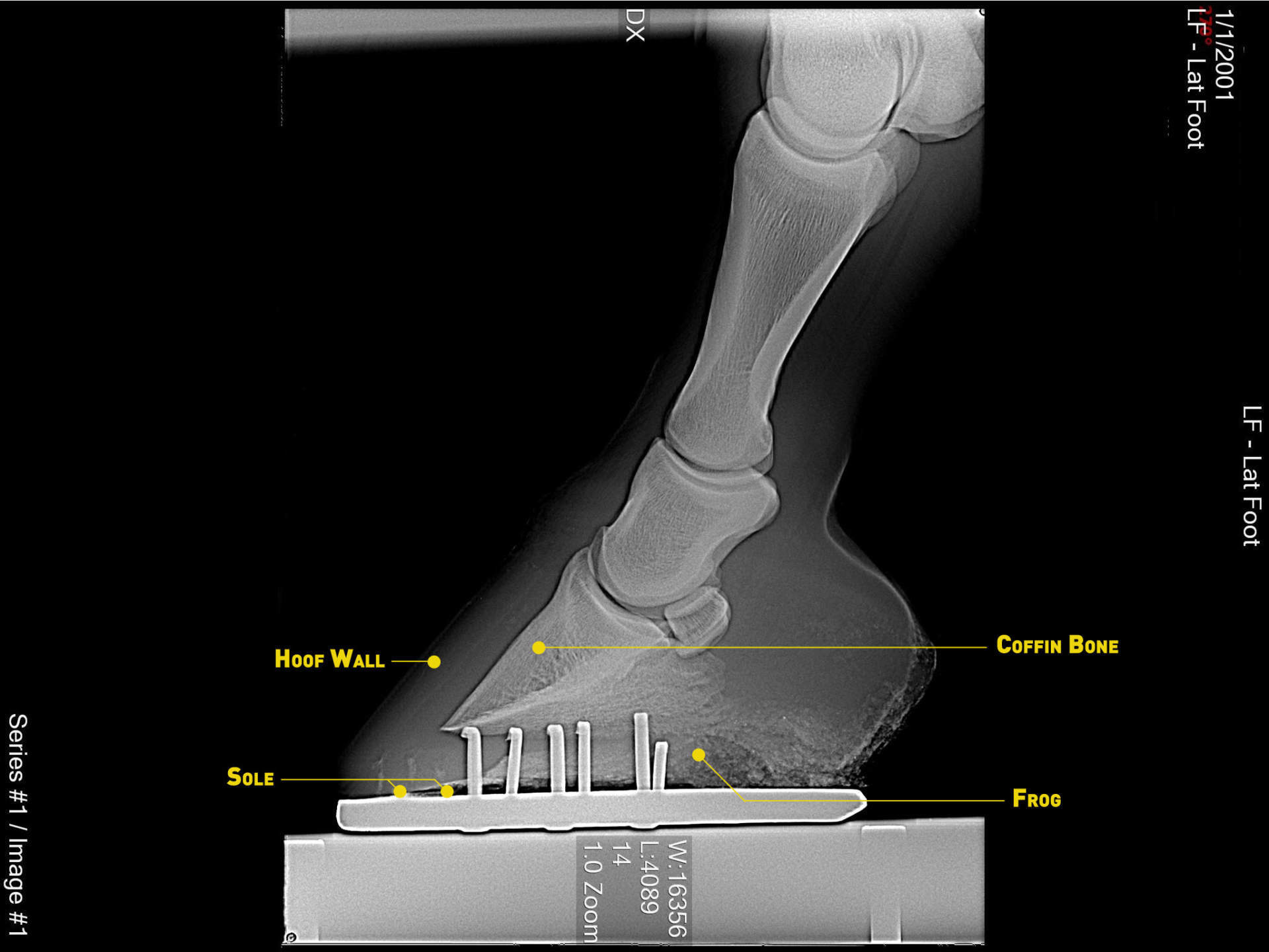 Xray of hoof