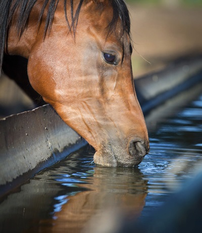 How Much Water Do Horses Drink a Day  