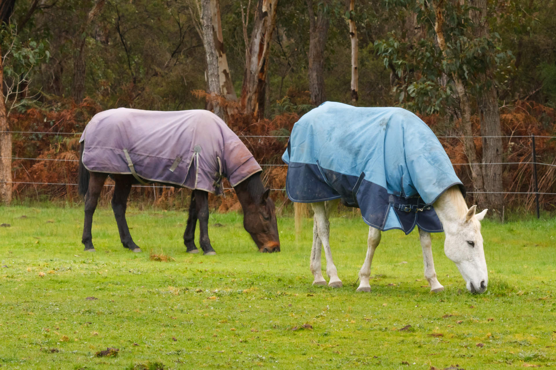 when to blanket a horse