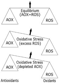 Oxidative Stress Graph