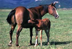 Horse and baby horse