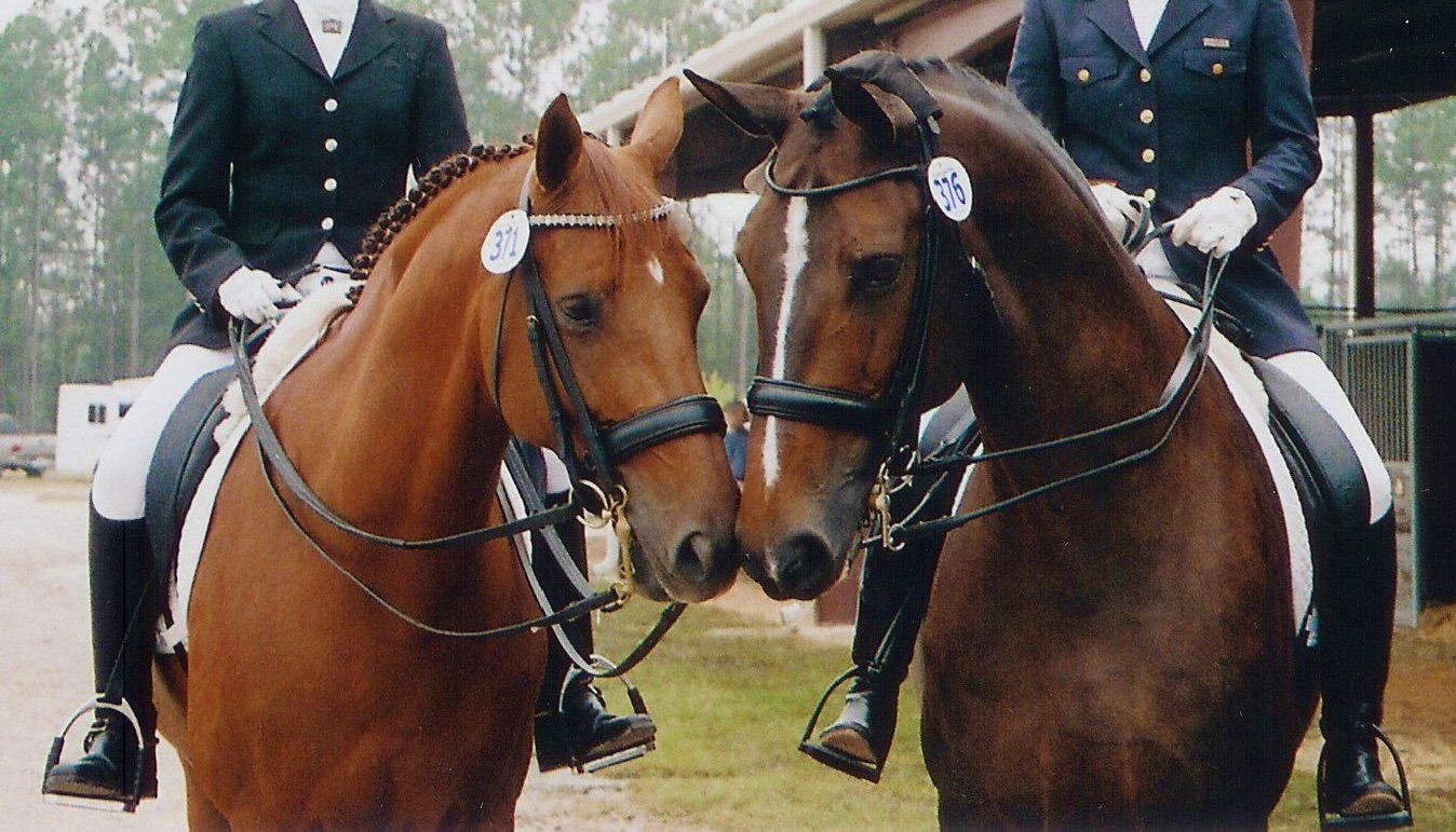 Vita Flex Pro Best Horse Breeds for Dressage